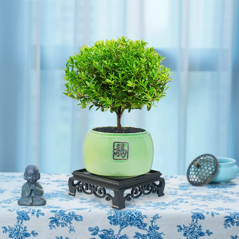 【新中式】小叶赤楠荀子室内客厅绿植花卉盆景盆栽摆件老桩赤楠高端