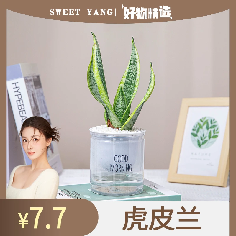 虎皮兰带盆种好发货净化空气室内桌面绿植花卉绿色盆栽好养易活