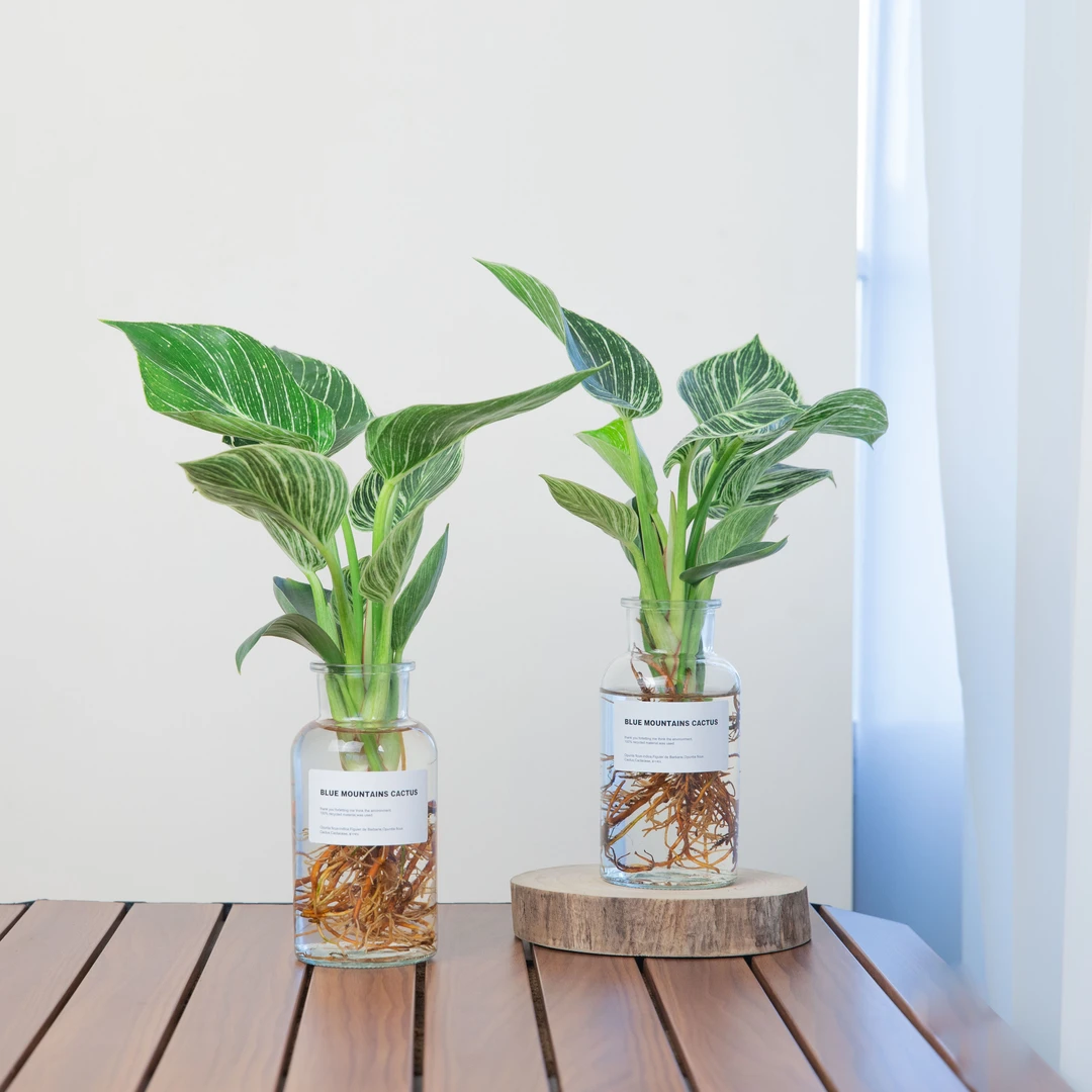 铂金钻水培绿植室内好养易活懒人植物绿公主