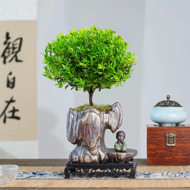 【中式】小叶赤楠绿植室内造型花卉绿植精致盆栽盆景中式客厅书桌