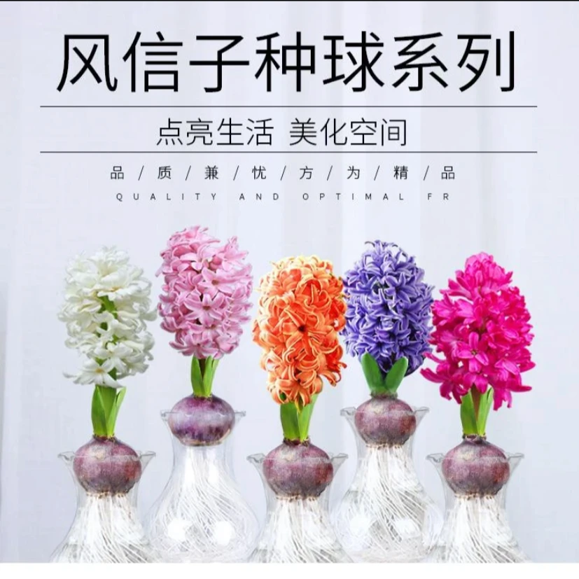 【风信子种球】风信子盆栽水培植物耐寒冬季易活水培花卉种子种植