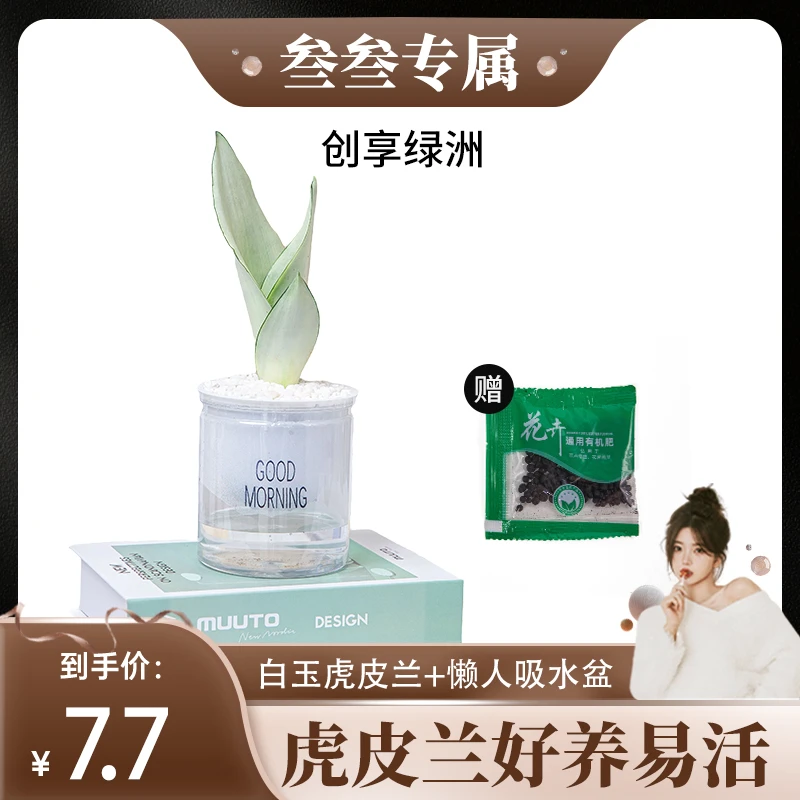 【叁叁福利】虎皮兰白玉兰带盆发货室内绿植盆栽好养懒人盆栽摆件