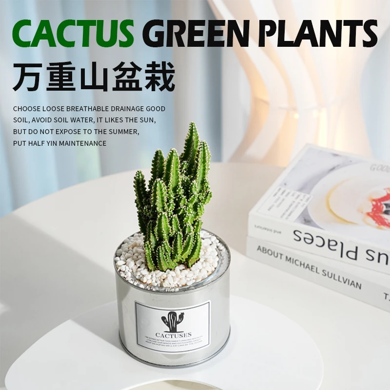万重山室内ins风小盆栽植物净化空气绿植盆栽客厅迷你仙人掌精选