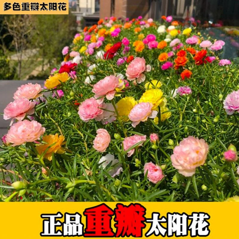 【太阳花种子】混色7色+送肥料 重瓣太阳花易活易种阳台庭院