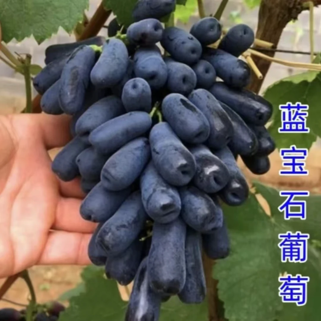 【蓝宝石葡萄树苗】正宗玫瑰葡萄苗盆栽地栽阳台庭院四季种植果树苗