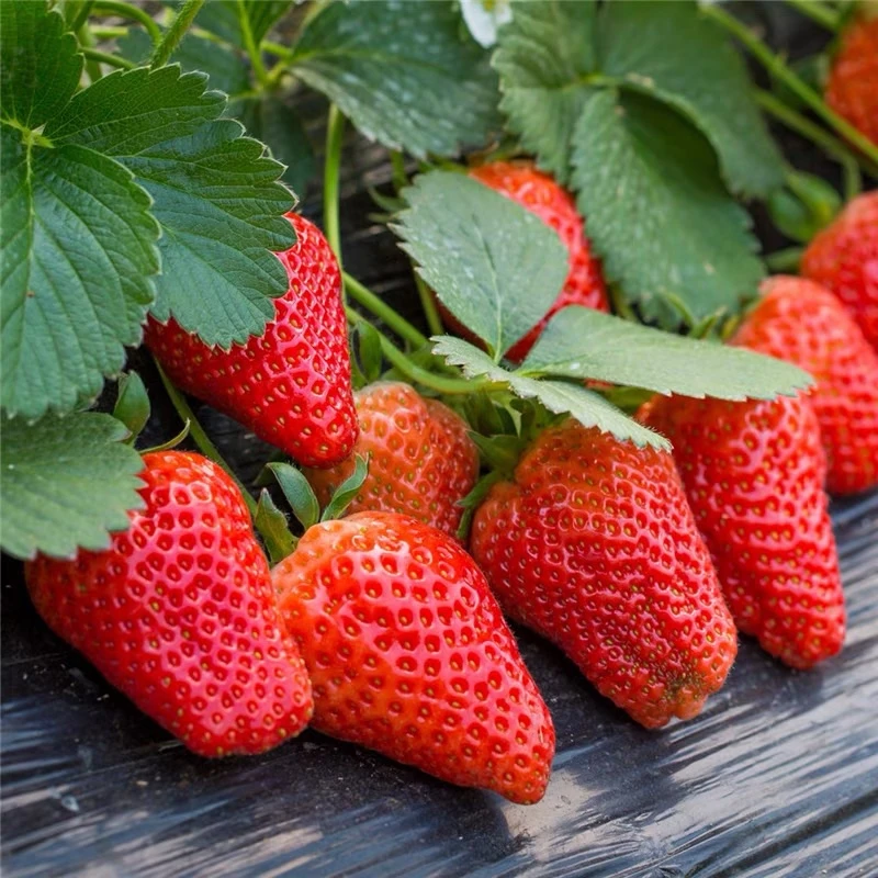 【奶油草莓种子】四季结果好养易活盆栽地栽室内外阳台种植水果种子