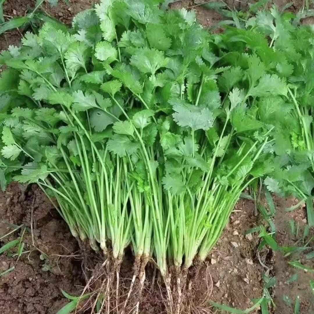 【速生大叶香菜种子】 四季阳台盆栽庭院地栽香菜蔬菜种子