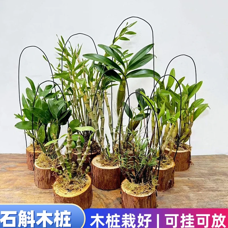 兰花类精选木桩栽好铁皮金钗鼓槌报春玫瑰天宫兰苗花卉绿植 包邮