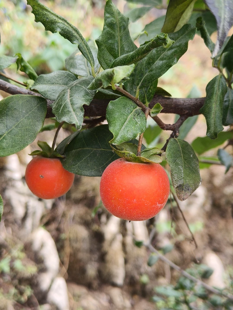 金弹子小苗一物一拍（不带土球包邮）