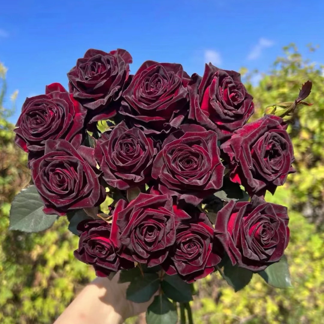 【黑巴克】玫瑰鲜花 2单升级快递 高端黑色丝绒玫瑰花