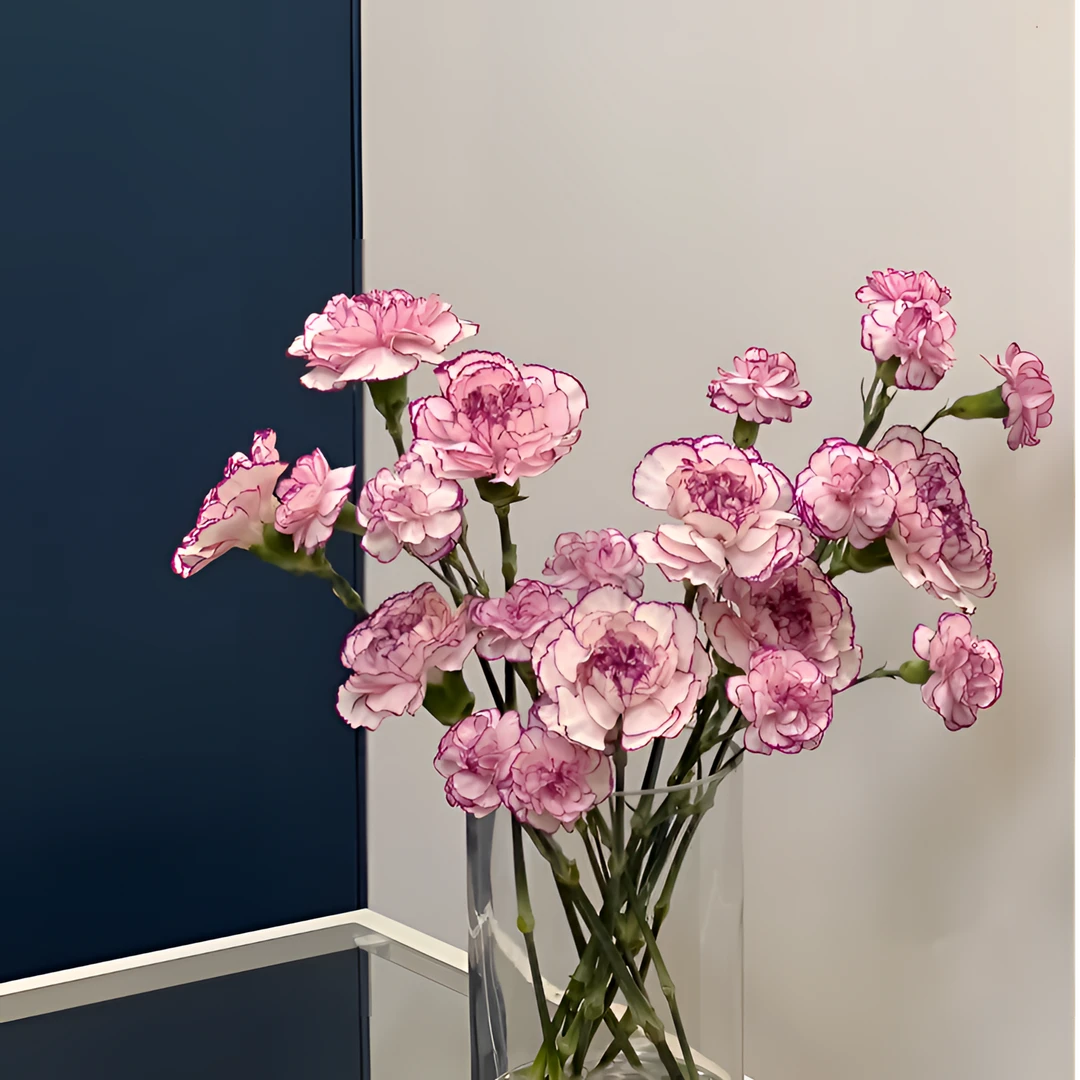 【紫精灵】漂亮康乃馨 鲜切花 花期长 送长辈领导 云南鲜花直发