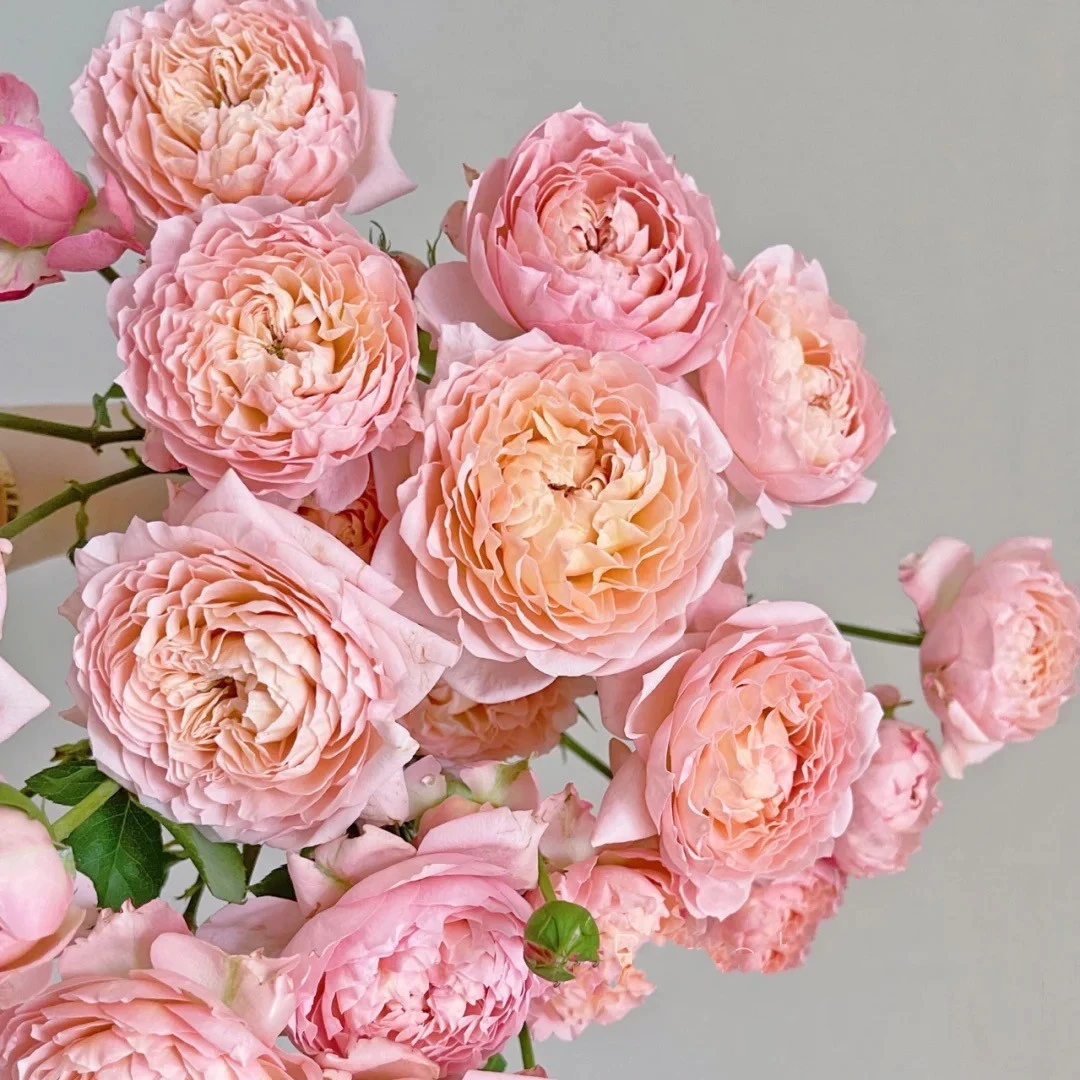 【朱丽叶塔】多头玫瑰  大包子花型多头玫瑰花，奥斯汀花型，颜值高