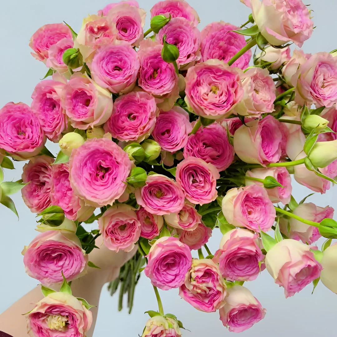 【查科仙子】多头玫  外白里粉的高端多头泡泡玫瑰花 仙气飘飘