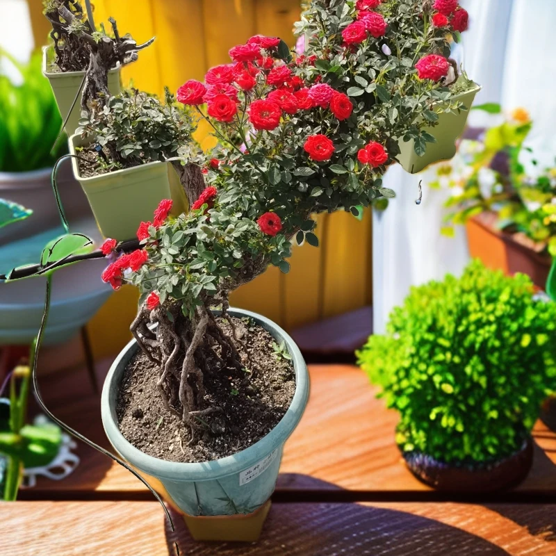 （1 号付款）月季（树桩月季一物一拍1颗）提根月季盆景棒棒糖