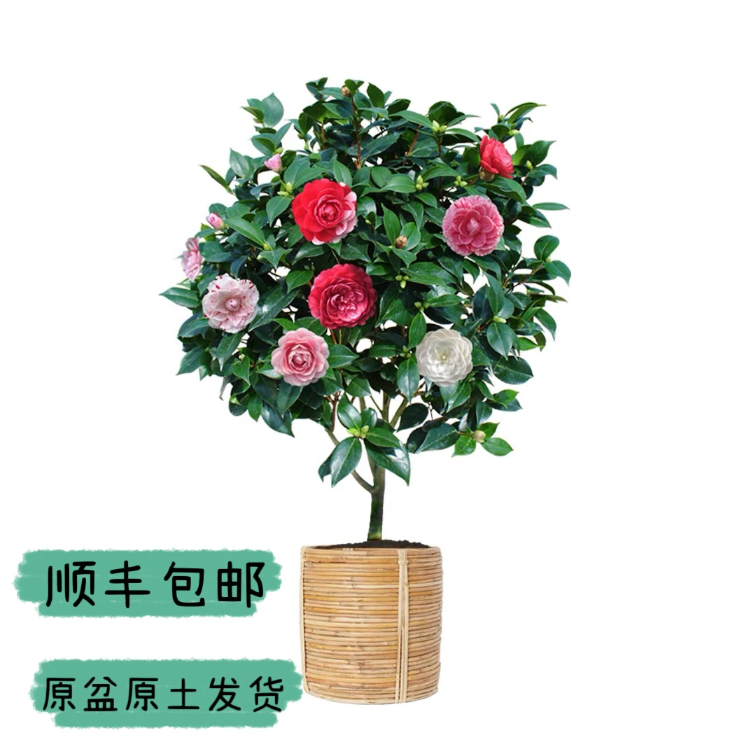 茶花 五色赤丹【原盆原土发货】耐寒耐热花卉绿植盆栽