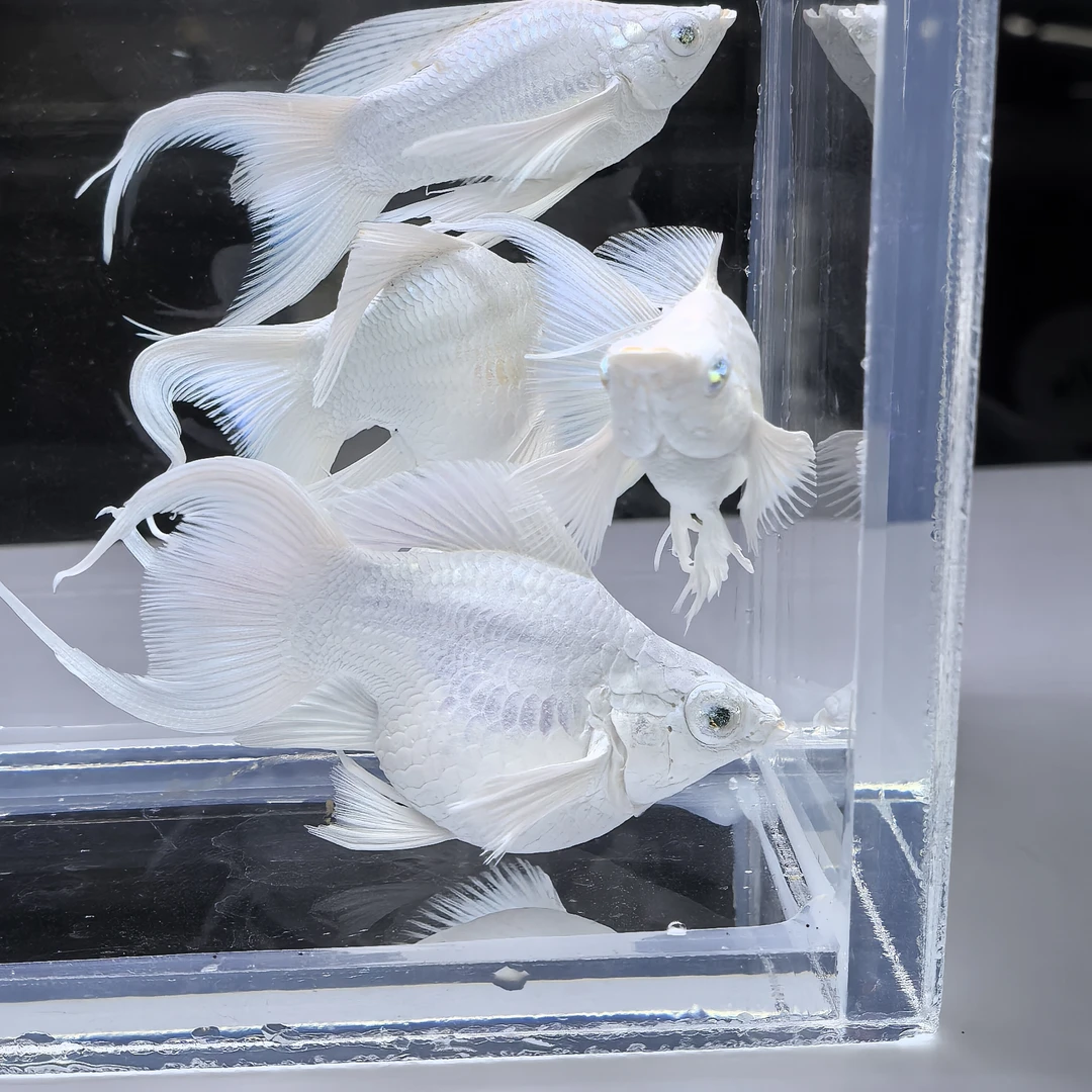 精品瓷白玛丽球钻石眼观赏鱼