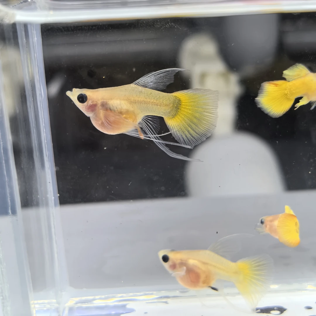 精品黄金玻璃猫大C