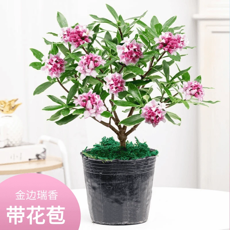 金边瑞香盆栽老桩耐寒植物浓香型大苗带花苞室内观花净化空气花卉