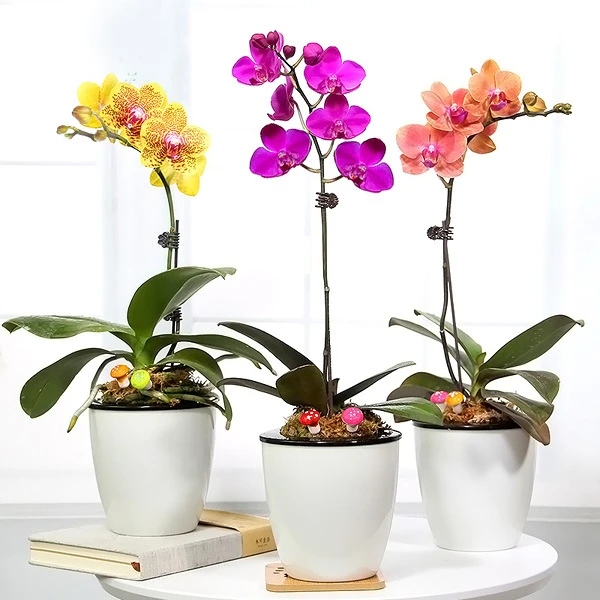 蝴蝶兰花苗带花剑带花苞盆栽兰花大苗客厅室内植物花卉四季好养活