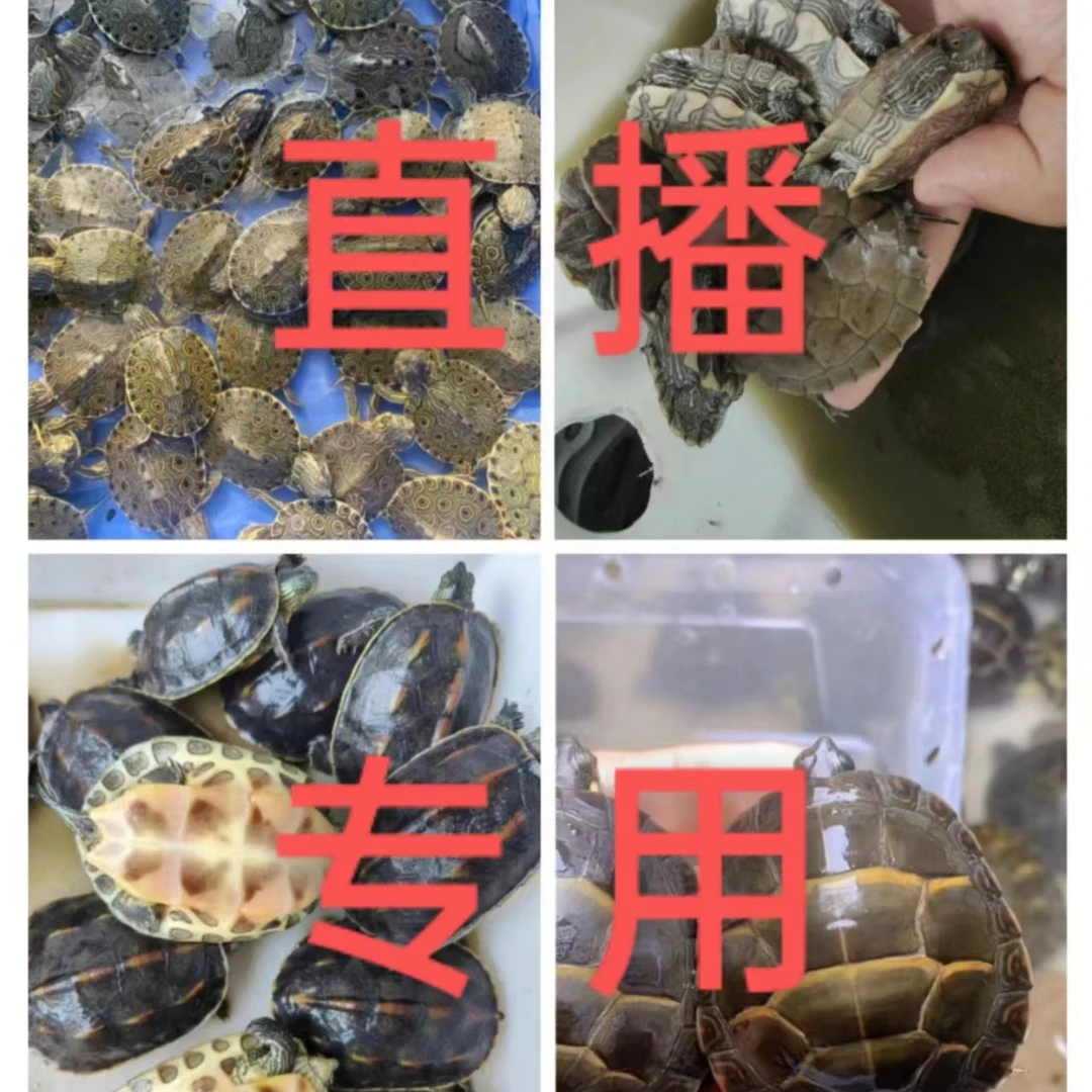 养龟仔 斑点地图西锦东锦红面宠物龟