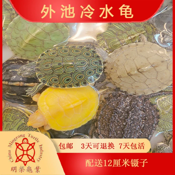 25年乌龟苗白巴黑巴原色地图西锦黄耳斑点等等