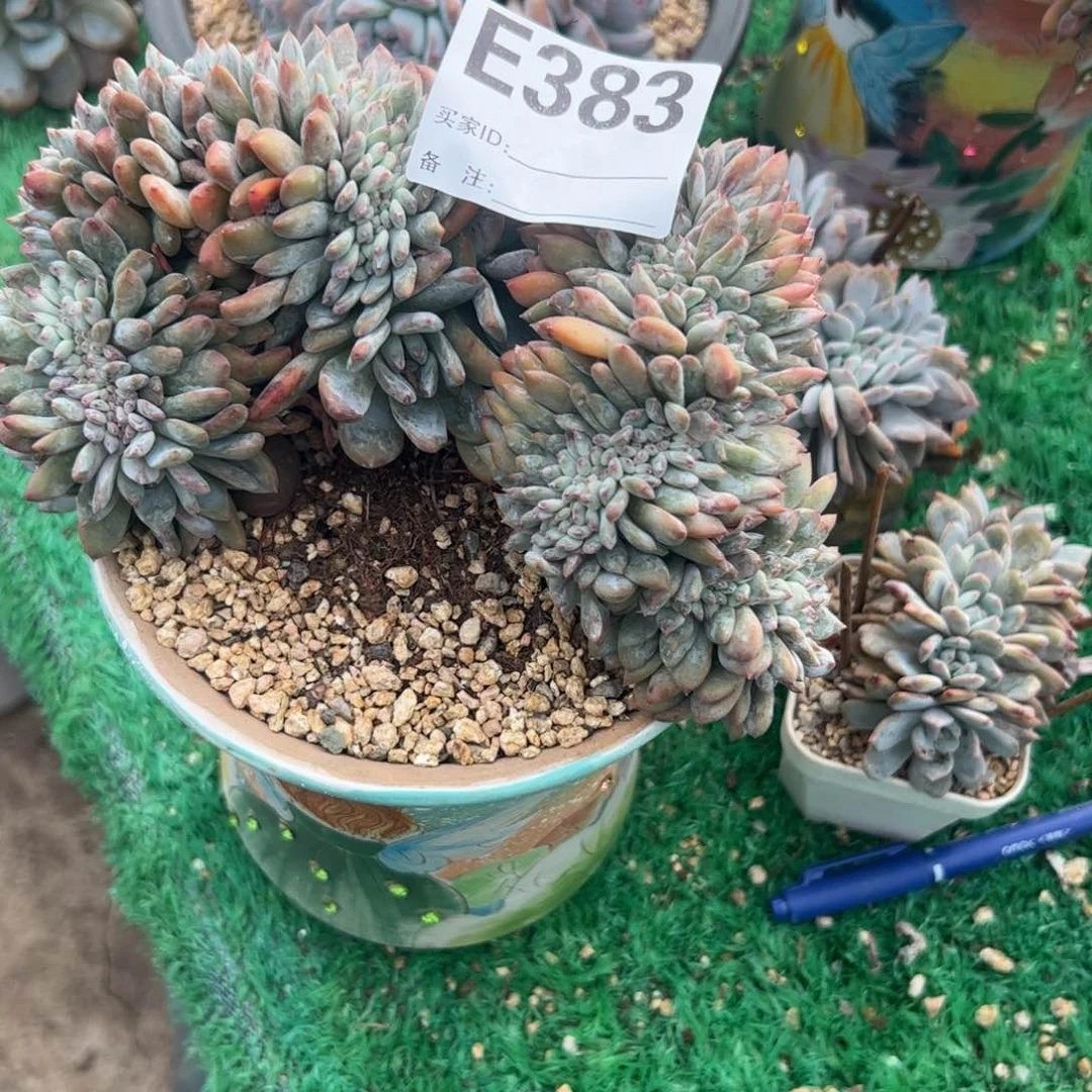 山****业星影缀化呀呀呀呀