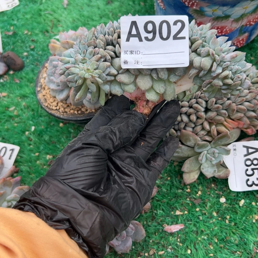 星影缀化v板小树