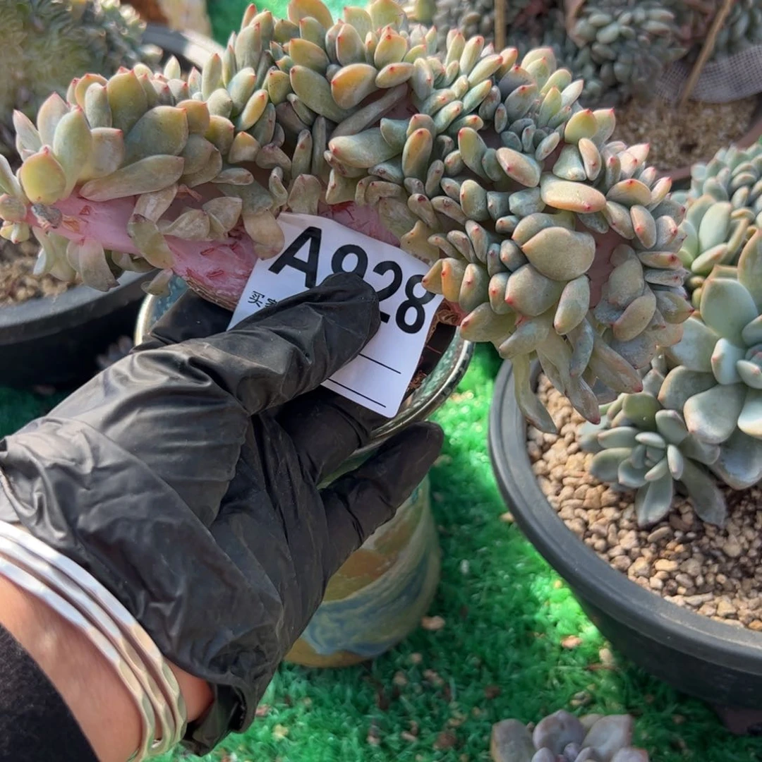 星影小缀缀化有微微瑕