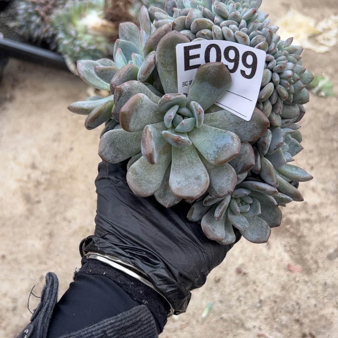 1****-星影缀化多肉如图