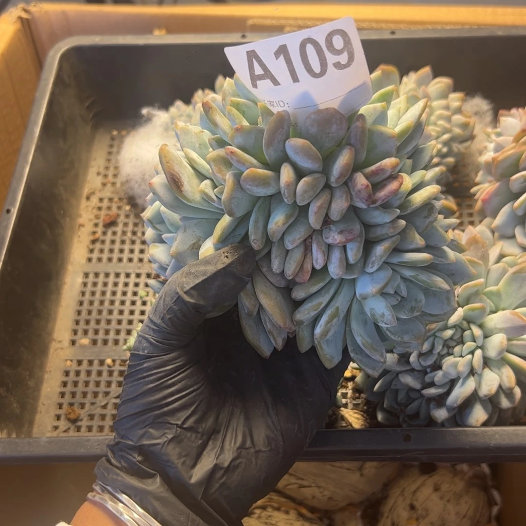 玲*星影朵朵是不是真的要