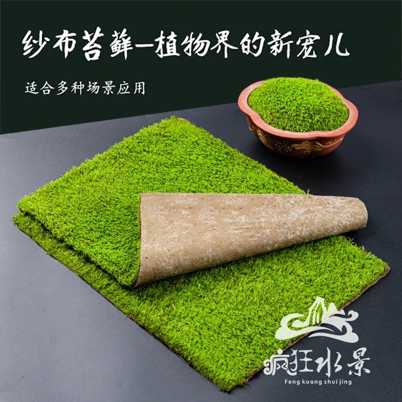 鲜活苔藓微景观植物盆景盆栽纱布小灰短绒青苔藓庭院绿化造景材料