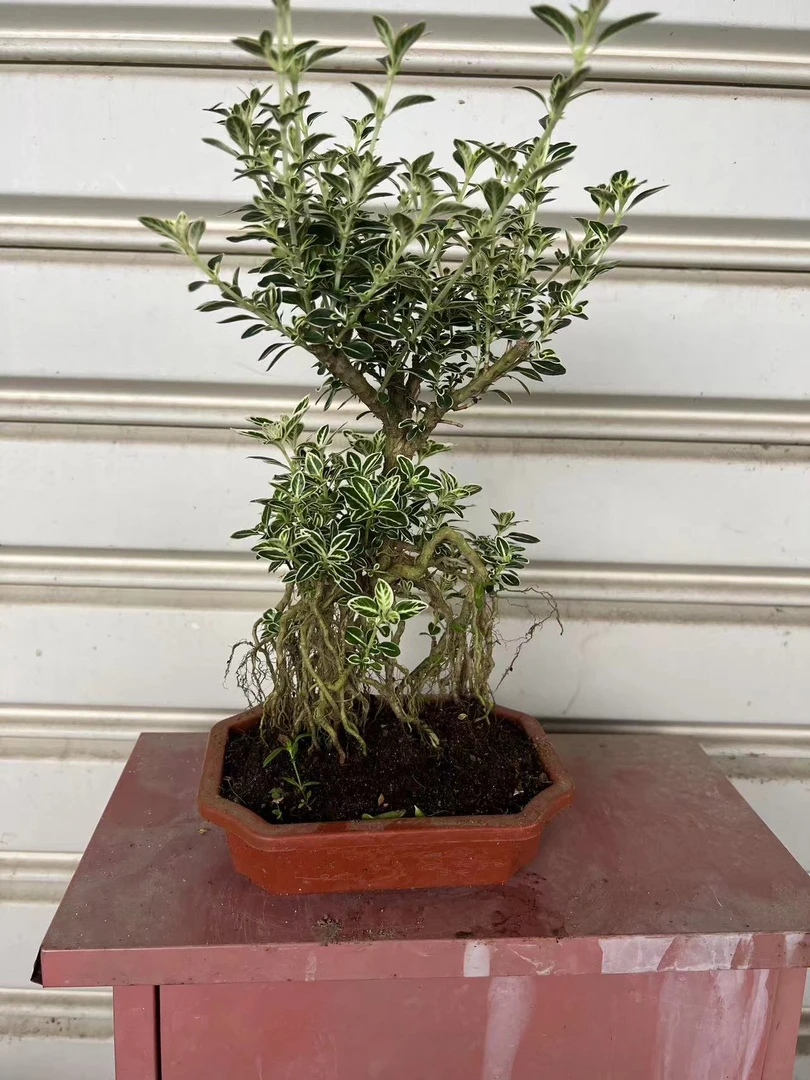 老桩金边提根六月雪一物一拍