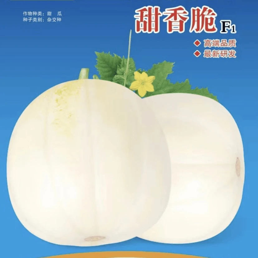 <甜香脆>甜香瓜种子2袋(500粒/袋)早熟.甜脆.抗病