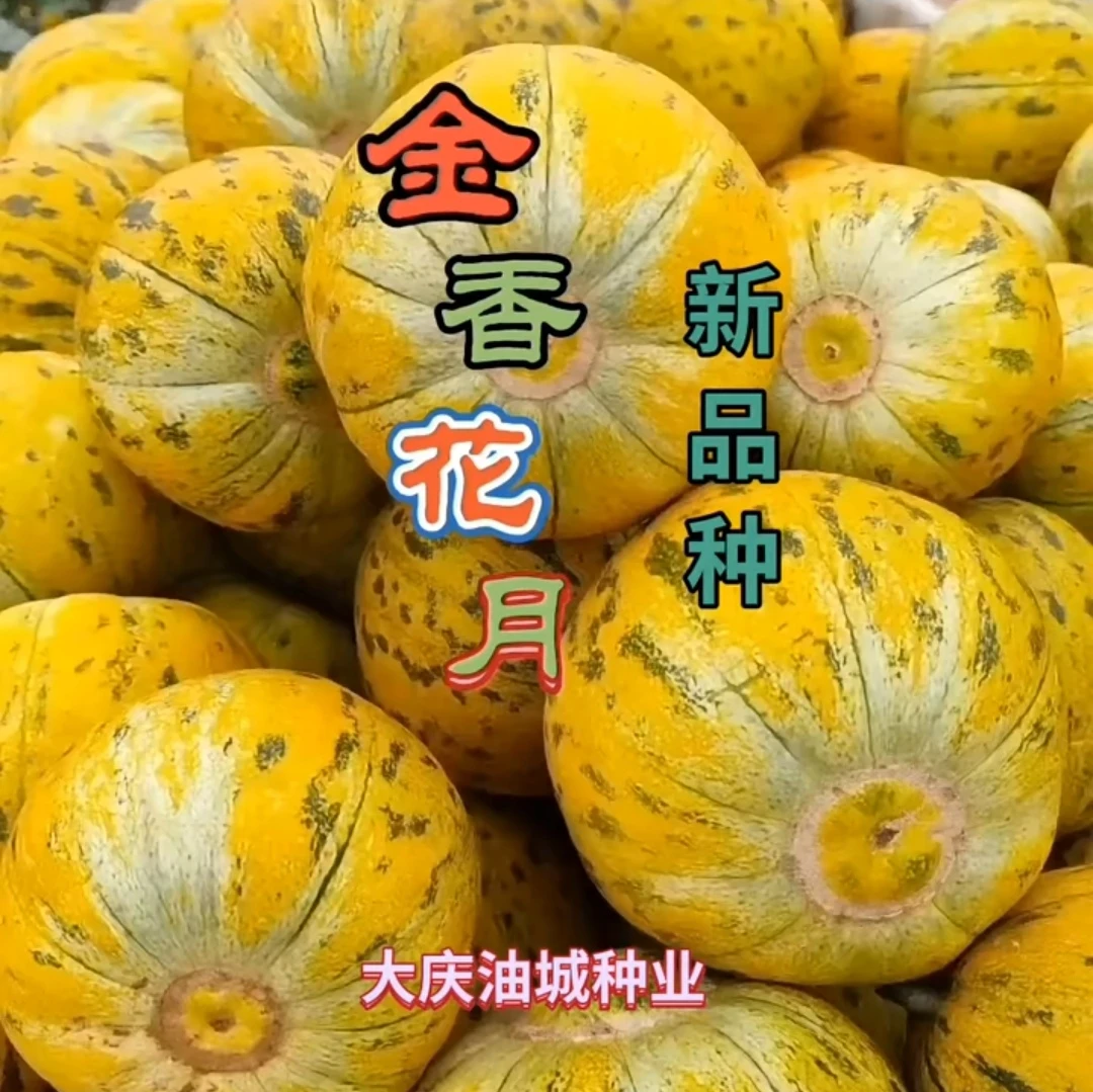 八里香<金香花月>精品甜瓜种子（2000粒/袋）青顶绿肉.大果耐裂