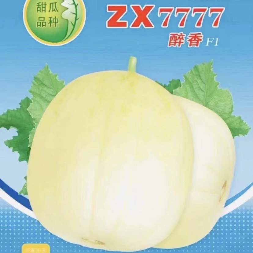 <醉香>甜香瓜种子 （500粒/袋）超早熟.超甜脆.果型圆润靓丽