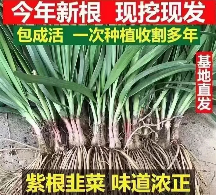 寿光新下头茬韭菜根适合室内阳台挺远种植