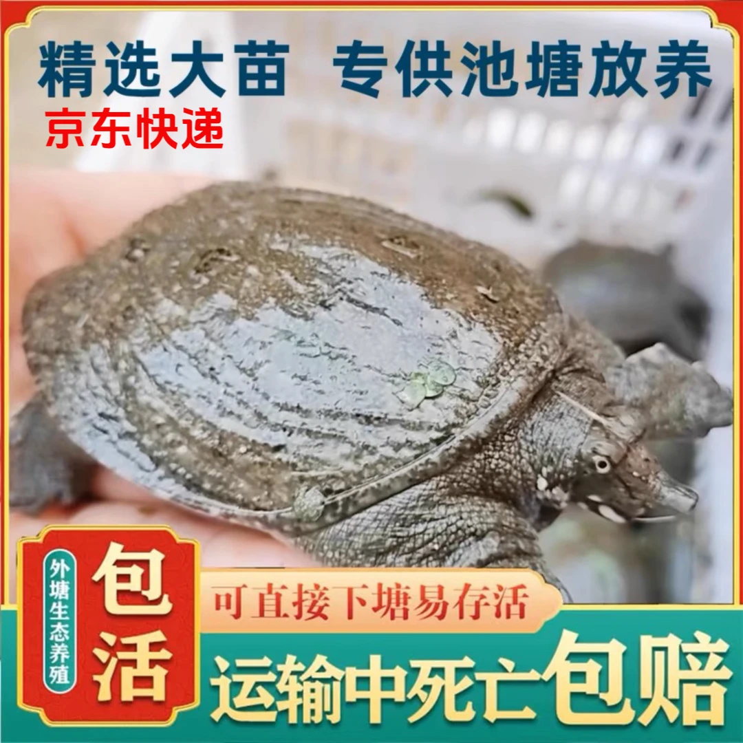 1-8两外塘冷水黑花大规格甲鱼苗鱼塘水库养殖原生态放养放养