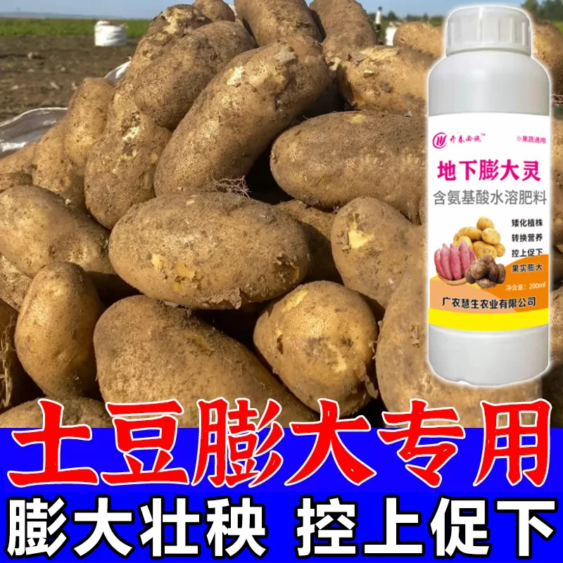 土豆膨大素洋芋专用肥马铃薯增产叶面肥果多防裂抗病高产土豆肥料