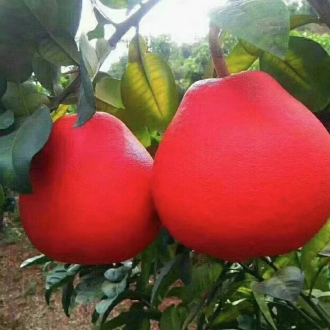 【红心柚子树苗】阳台庭院盆栽地栽无籽柚子苗 正宗红心柚子果树苗