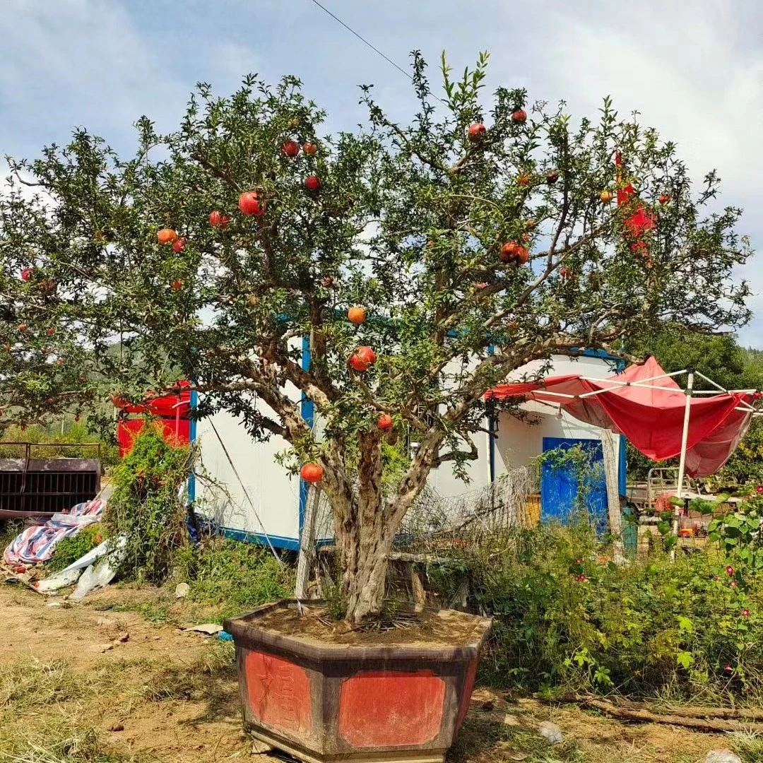 盆景老桩石榴 一物一拍 花园植物 庭院种植 景观老桩