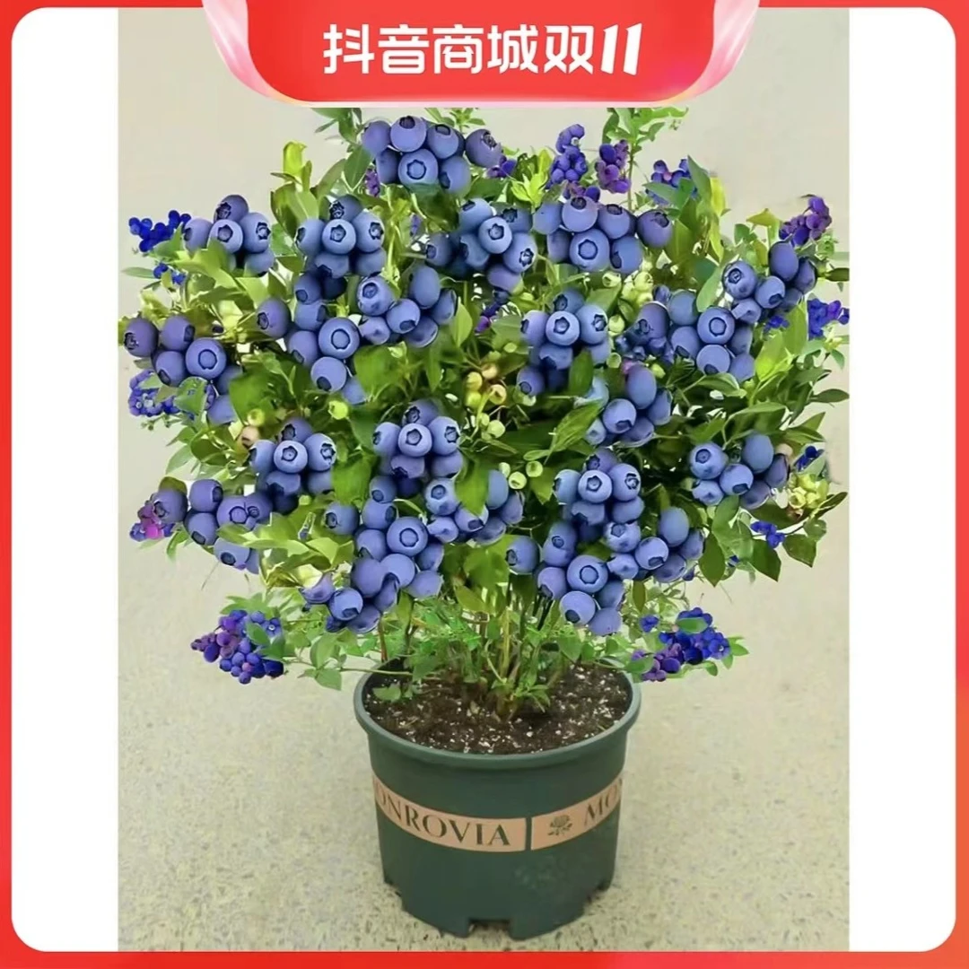 【蓝莓树苗果苗】盆栽地栽四季种植南方北方果树苗薄雾蓝莓苗