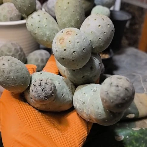 ❤***首习志野仙人球直播