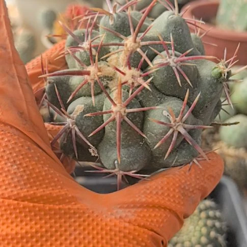 肉****)习志野仙人球直播