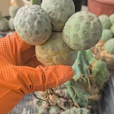 繁***?习志野仙人球直播