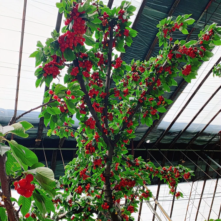 车厘子大樱桃优质苗木