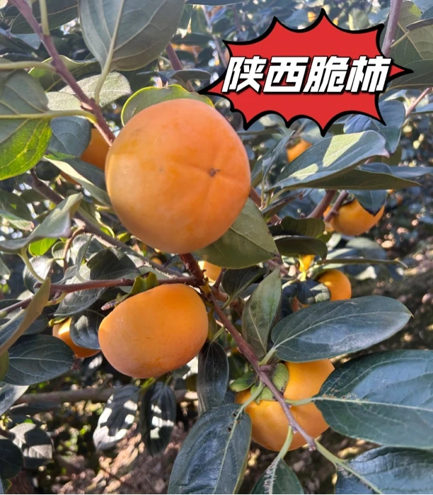 陕西高山巧克力脆柿  脆甜爽口现摘现发  净重4.5斤