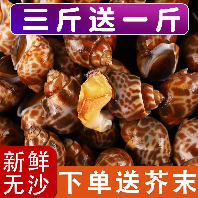 花螺鲜活冷冻新鲜海鲜螺类海螺香螺东风螺贝类大猫眼螺冰冻花罗