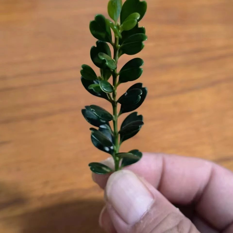 请勿私自下单  直播专用 乱拍错拍不发货  凤米黄杨盆景