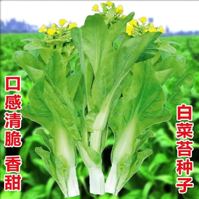 四季早熟白菜苔种子可多次采收香甜早白菜心种子阳台庭院蔬菜种子