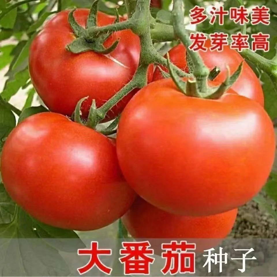 白果强丰沙瓤西红柿番茄种子老品种大红粉果种籽农家田园蔬菜种孑